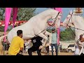 First position 🥇🏆🏆🏆🎇🎇🎇 video ko pura dekhe kafi jankari milegi...#horse #djsong #horsetrancedance #