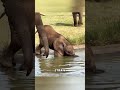 Baby Elephant Trunk.