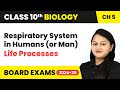 Respiratory System in Humans (or Man) - Life Processes | Class 10 Biology Chapter 5 | CBSE 2024