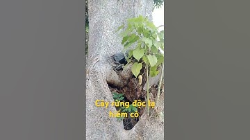 Cây rừng độc lạ hiếm có.l Sinh Tồn Tây Nguyên