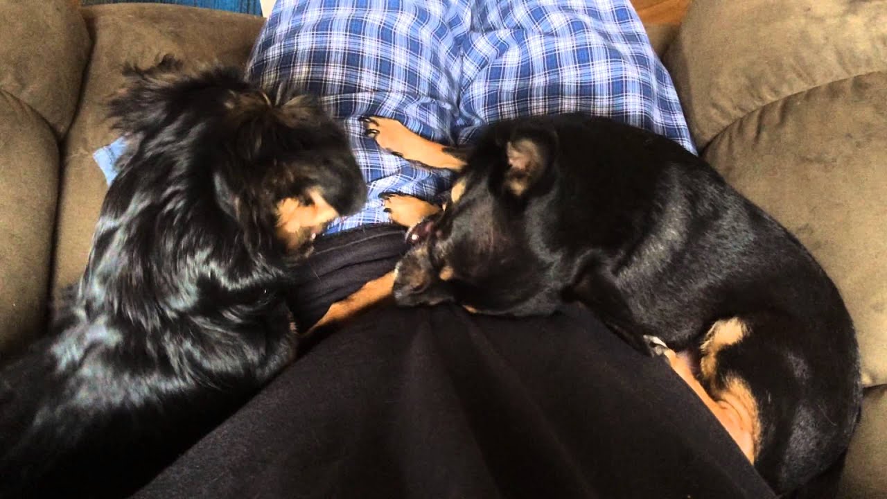 Dogs Playing YouTube