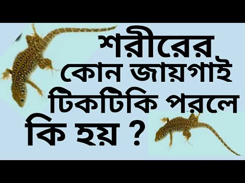 ভিডিও: টিকটিকি বলতে কী বোঝায়?