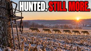 Something About Coyotes In Pennsylvania No Longer Makes Sense