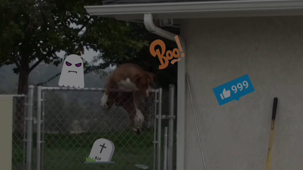 Dog Jumps Over Fence!!!!! YouTube