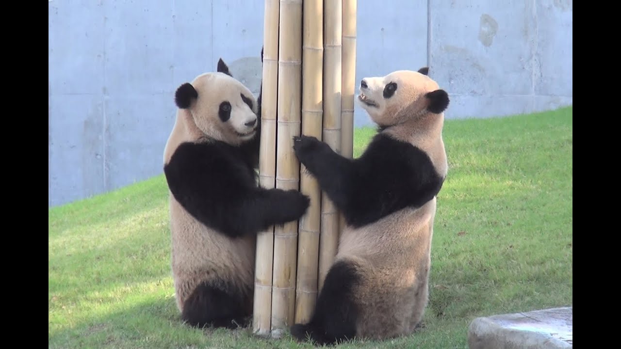 海浜 陽浜 おもしろ兄妹パンダのごろごろレスリング 声もかわいい Giant Panda Kaihin Youhin Oct 13 Youtube