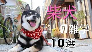 柴犬の雑学10選 by シンプル雑学 200 views 5 months ago 2 minutes, 25 seconds