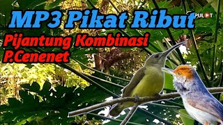 Pikat Pijantung Pisang Ribut,Prenjak Cenenet,Pikat Mewah Rasa Baru