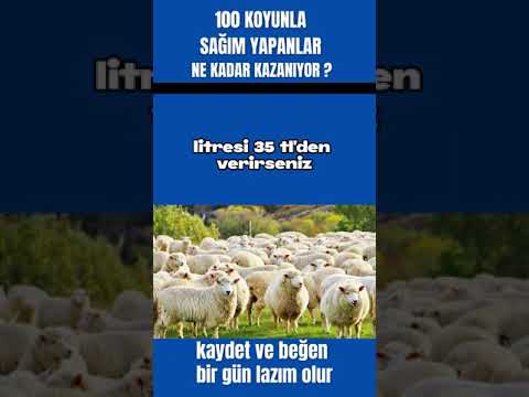 100 KOYUNLA SAĞIM YAPANLAR NE KADAR KAZANIYOR ? #koyun  #hayvancılık #besi #esnaf #koyunculuk