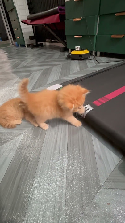 Olahraga #shortvideo #viralvideo #cat #imut #kitten