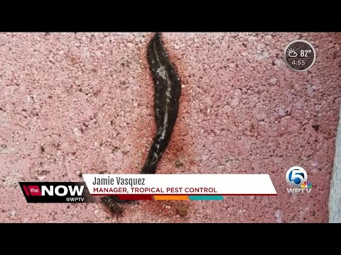 Video: ¿Hay gusanos en Florida?
