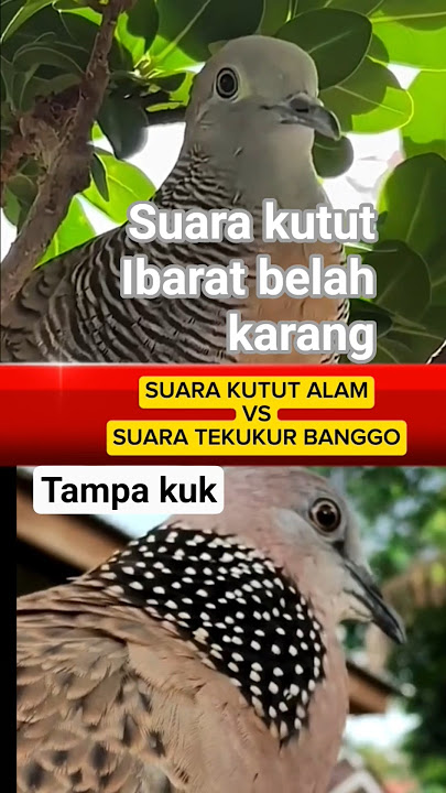 suara perkutut belah karang vs tekukur banggo bikin emosi semua burung yg dengar #platm  #perkutut