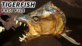 Tigerfish Facts: a FEROCIOUS Fish (?)  Animal Fact Files