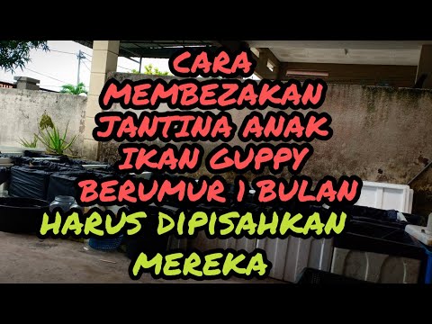 Video: Cara Menentukan Jantina Guppy