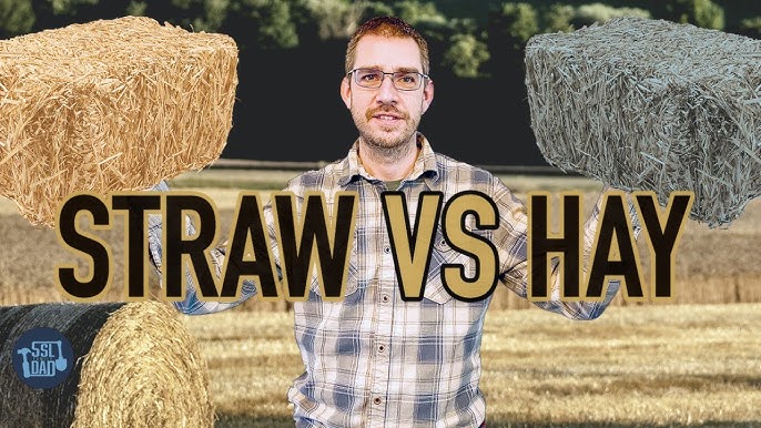 What's the difference between hay and straw? 