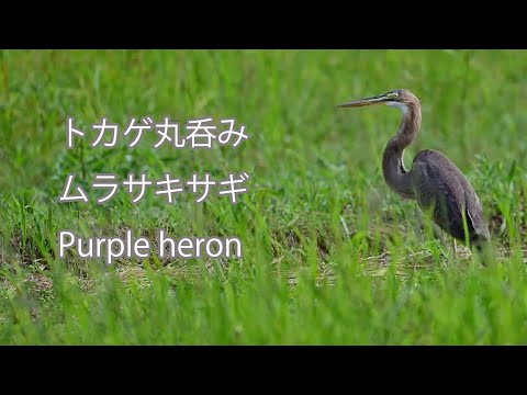 【トカゲ丸呑み】ムラサキサギ Purple heron