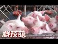 《科技苑》猪粪里淘金 20180903 | CCTV农业