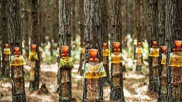 Pine Resin and Pine Nuts Harvesting - Pine Trees Product Processing in Factory