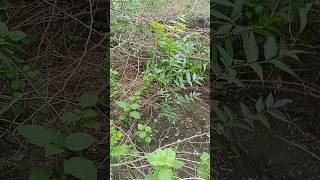 नम क पड क दखभल