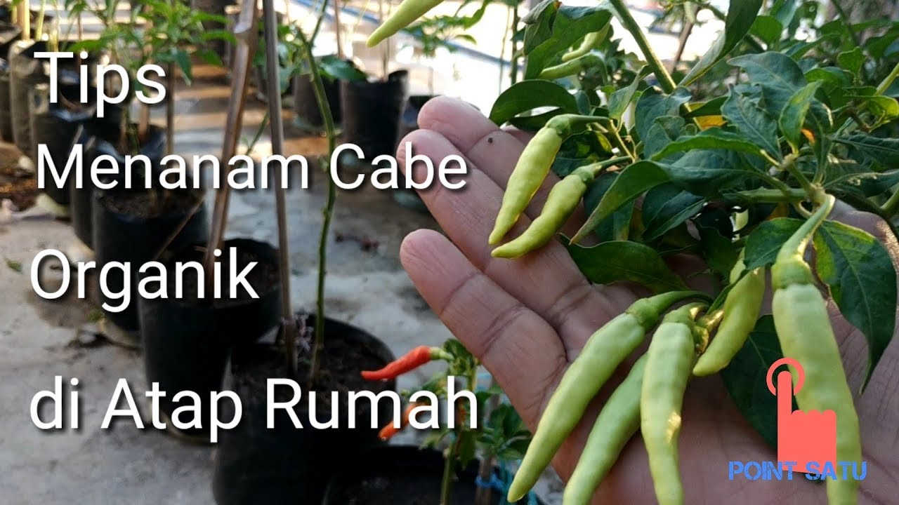 Tips Menanam Cabe Organik di Polibag || Memanfaatkan Atap Rumah 