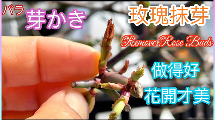 ..How to Remove Rose Buds