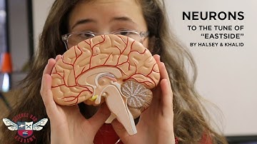 Neurons - Science Rap Academy