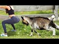Si Te Ríes Pierdes !! 😂 Videos Graciosos de Animales Atacando Personas 🤣 Videos De Risa 2020 Nuevo
