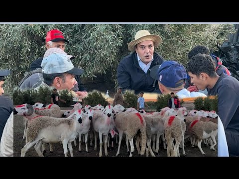 برارد ديال أتاي وصواني جمعتنا بالغنم الصردية للبيع عند أبناء الشرفة