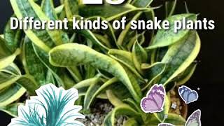 23 Types of Snake Plants Varieties You Can Grow Indoors