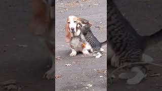 Cat CAN&#39;T stop LICKING dogs ear #shorts