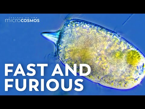 Video: Paramecium Tetraurelia Basale Lichaamsstructuur