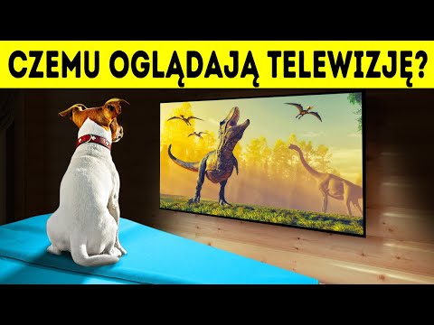 Wideo: Czy Psy Mogą Oglądać Telewizję? - Psy I Telewizja - Czy Psy Oglądają Telewizję?