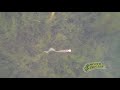 Underwater footage  mister twister motor oil curly tail grub