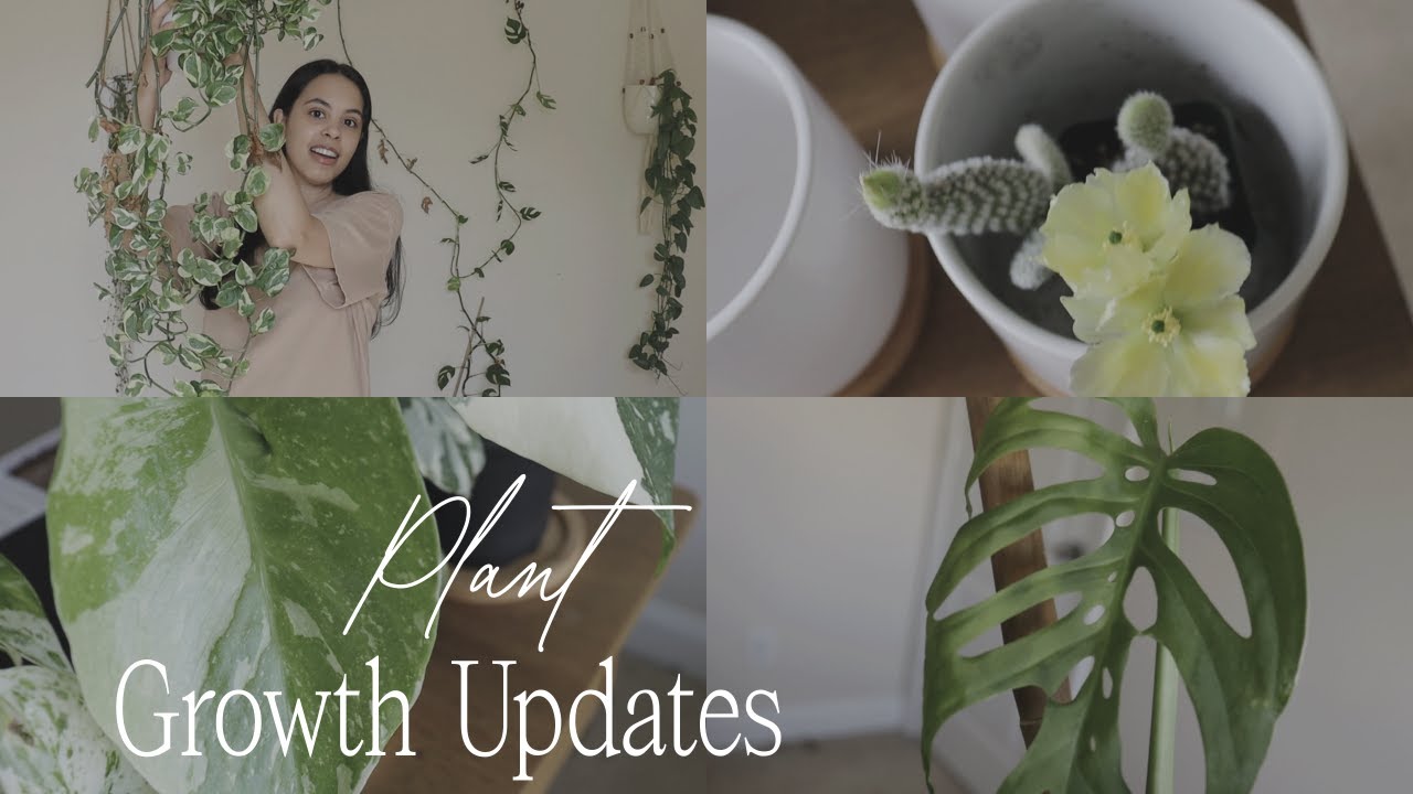Plant Growth Updates - YouTube