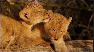 Top 20 cutest baby lions in the world. (6th & 5th Places) [African Safari Plus⁺] 188