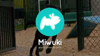 ¿En qué consiste Miwuki Pet Center? - Plataforma Gestión Protectoras screenshot 3