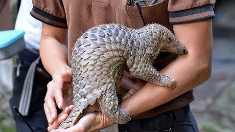 Pangolin - the most trafficked mammal in the world