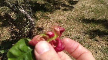 Peach Leaf Curl