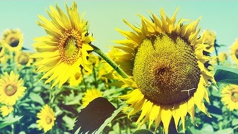 Photoshop Tutorial: How to create a Retro Washed Out Color Effect