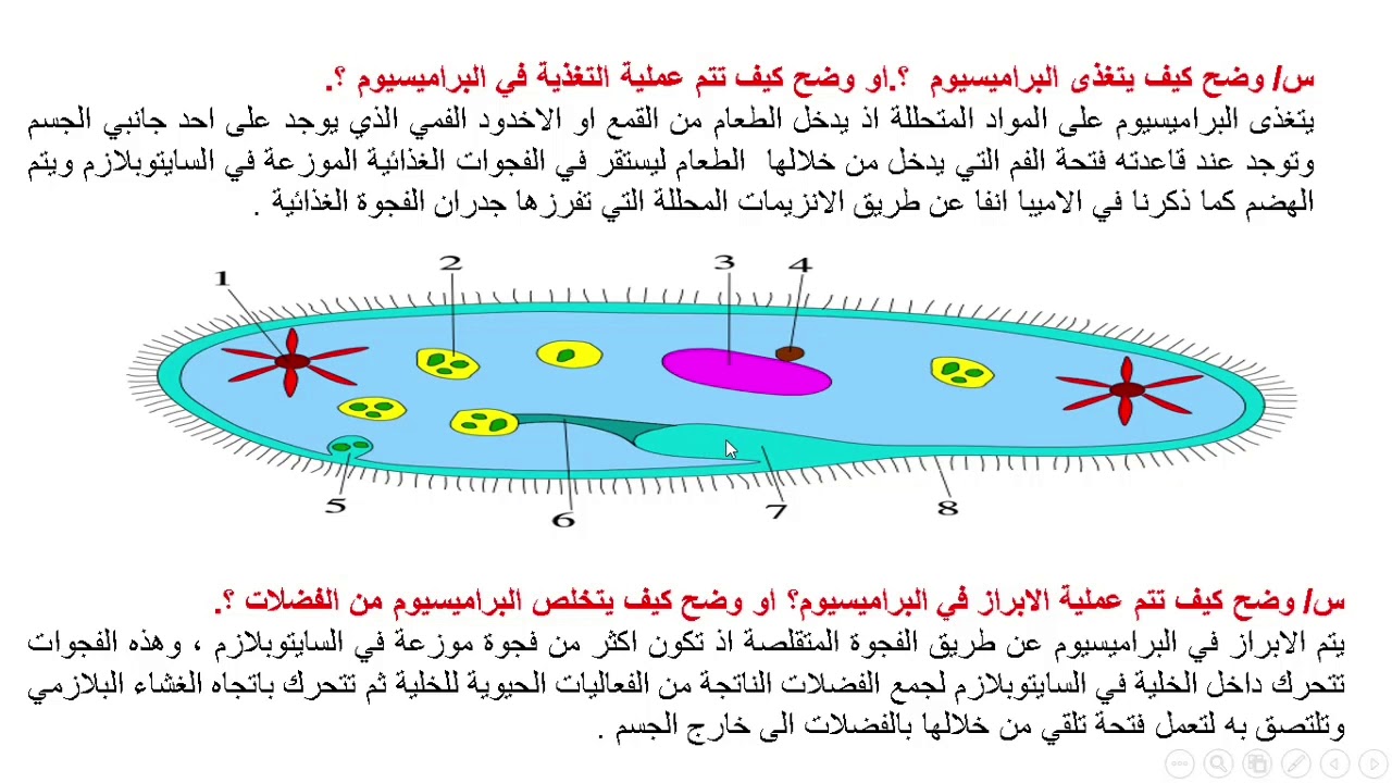 الثاني المتوسط. الهدبيات . تعريفها . الية الحركة والتغذية والتنفس والتكاثر  في البراميسيوم