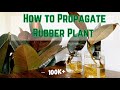 How to Propagate Rubber Plant in water| PART I |Propagating rubber plant using a single leaf