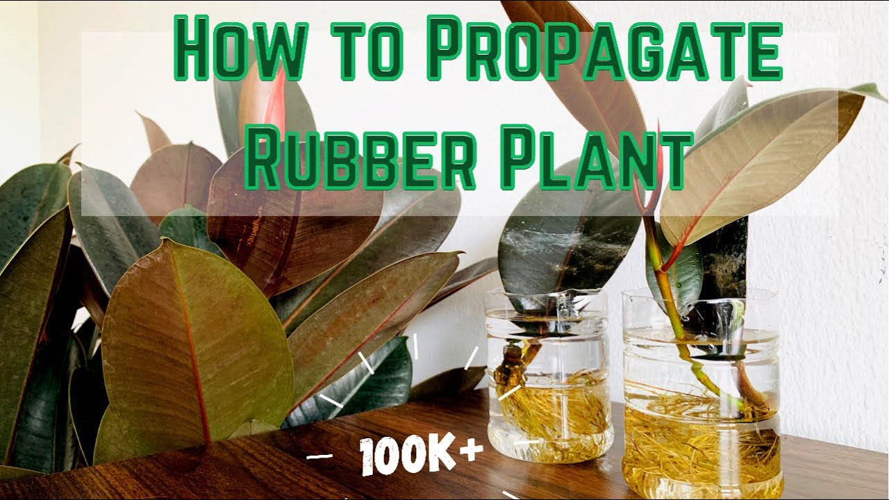 How To Propagate Rubber Plant In Water Ficus Elastica Propagating Rubb Rubber Plant Water Plants Propagating Plants