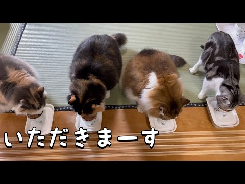 おやつに夢中な猫が可愛い【ノルウェージャンフォレストキャット】