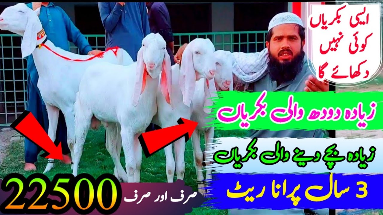 High Class Gulabi Goats New Latt Special Discount Offer 2023 Ki