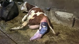 SIMMENTAL COW BIRTH 2023