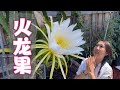 Dragon Fruit Flower Blooms Only One Night 3 Easy Pollination Methods For Bigger Fruits 3种简单方法给火龙果授粉 Dragon Fruit Flower Blooms Only One Night 3 Easy Pollination Methods For Bigger Fruits 3种简单方法给火龙果授粉