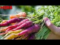 3 TIPS YOU MUST KNOW ABOUT PLANTING CARROTS!