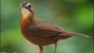 Suara Burung Pelanduk Topi Hitam (Black-Capped Babbler)
