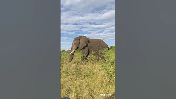 Savanna Elephants Also Known As African Bush Elephants Are A Species Symbolic Of Wild Africa Subsc 