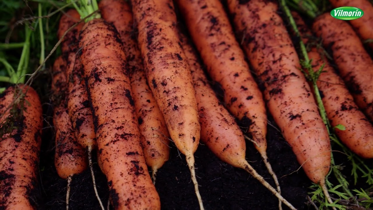 Морковь «Октаво F1» от компании «Вильморин» — лучший гибрид для мойки и фасовки