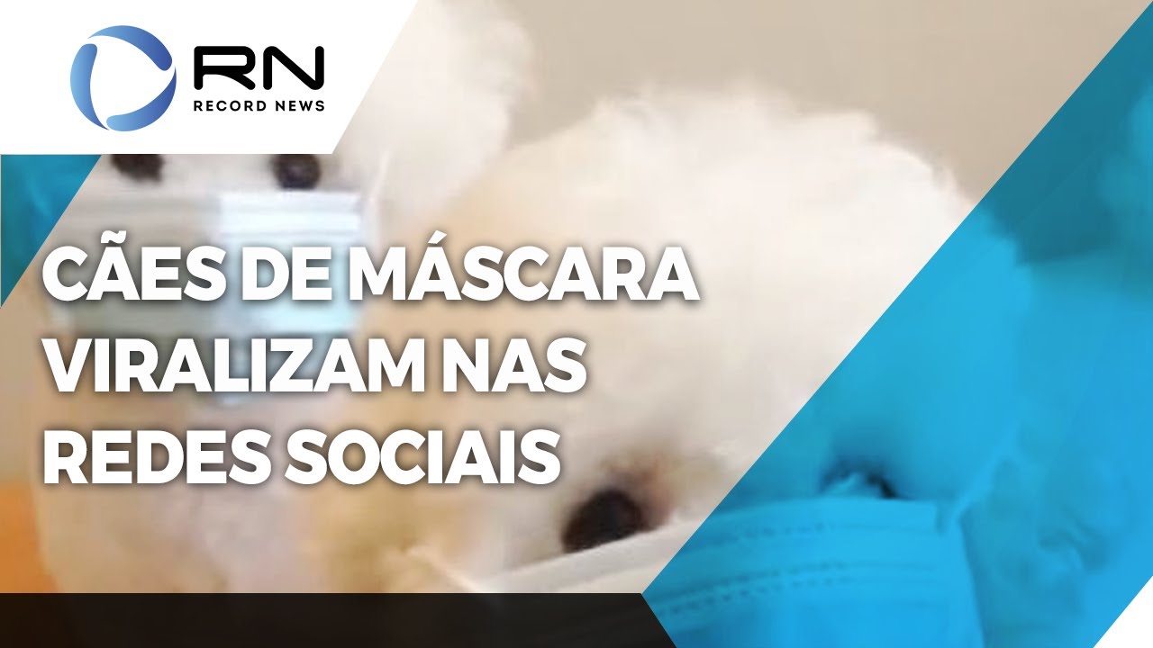 Cães usando máscara viralizam nas redes sociais